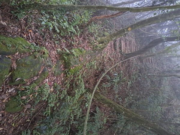 2026樟之細道：龍山良頂，老銃櫃，紙湖，水寨下，鳴鳳，楔隘，出雲，出關（十分崠段）步道3117839