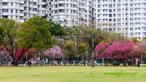 《蘭陵王・林口櫻花》2715972