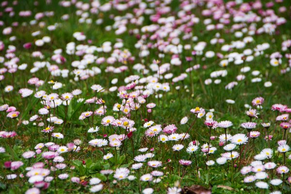 2026-03-28 阿里山3027225