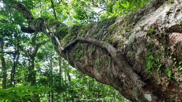 《新竹》遺世古堡｜尖石李崠山登山步道202507182841014