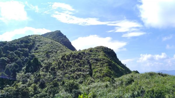 燦光寮山、黃金三稜141675