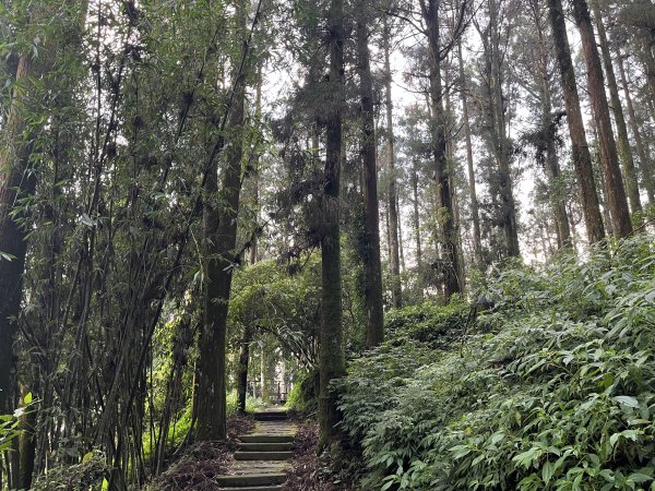 [嘉遊好步道．來嘉走走-04/10] 2024_1011 阿里山頂湖步道2624766