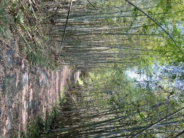 20250822_集集大山（南投小百岳）2941194