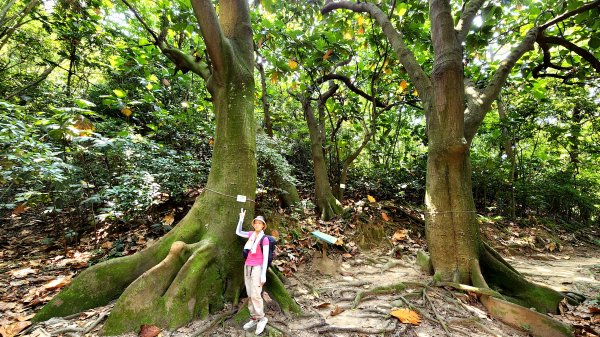 新竹市區的原始森林竟藏有驚人大板根，前進高峰植物園，順遊青草湖環湖步道