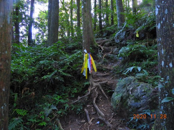 苗栗 南庄 向天湖山、光天高山1189024