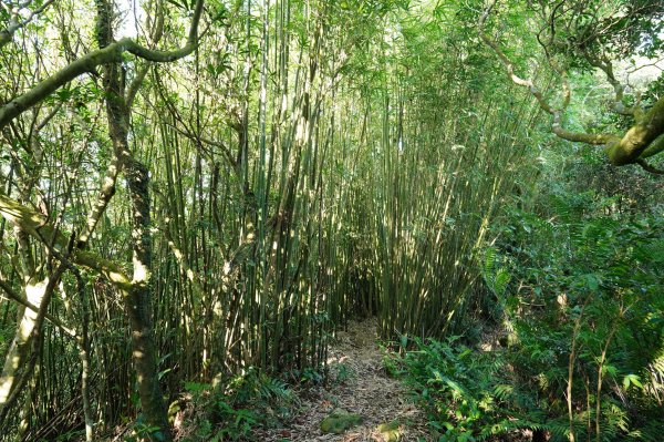 臺北 貓空圓山、貓空尖、十六分山、四面頭山、三玄宮山、鵝角格山、待荖坑山2585838