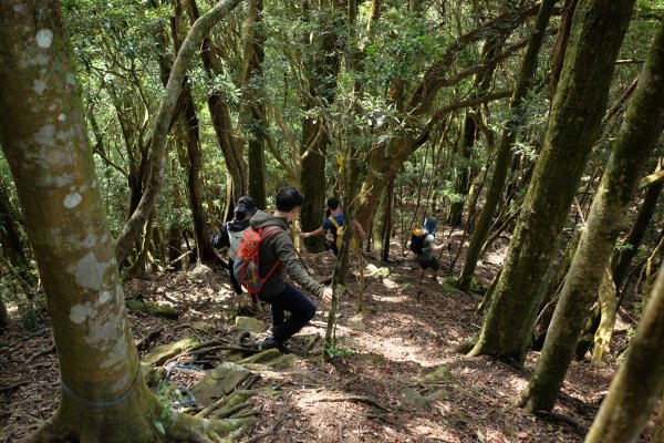 苗栗南庄鄉 二訪加里山 ‧ 2025春 哈加2753391