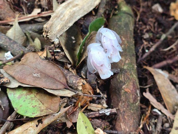 橫嶺山／沙蓮山／笛吹山O繞2787689