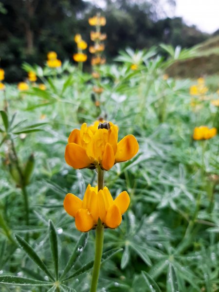 臺北大縱走7：家鄉的茶園開滿花 閃閃的淚光魯冰花822116