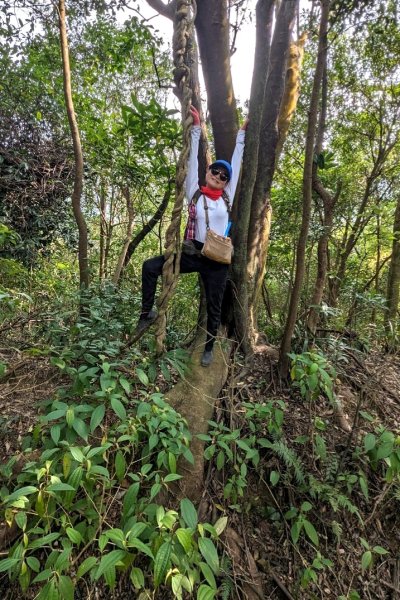 東勢大崙、東勢坑山、觀音湖山O走2986342