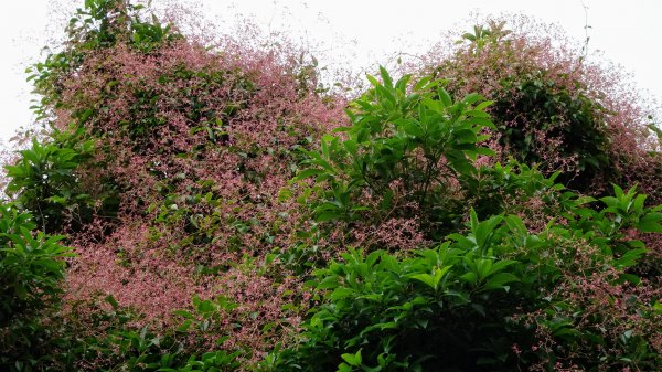 汐止八連路1716785