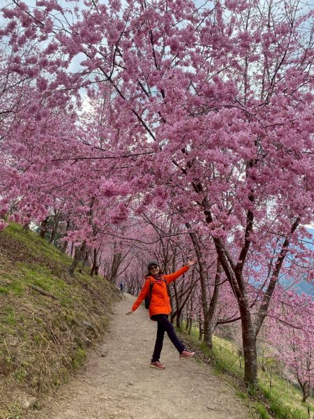 🌈2/19（四）-20（五）司馬庫斯櫻花季2日✨FB：熊熊趴爬走 🌈3004416