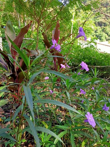 【山系野遊,探索觀音山尋寶任務】尖山步道1146099