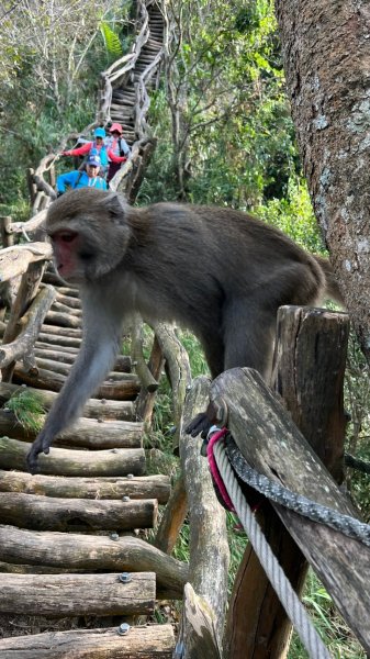 頭嵙山二嵙山O形2690505