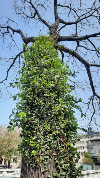 《台中》苦楝樹王｜潮洋溪惠來溪步道生態之旅202303-042124108