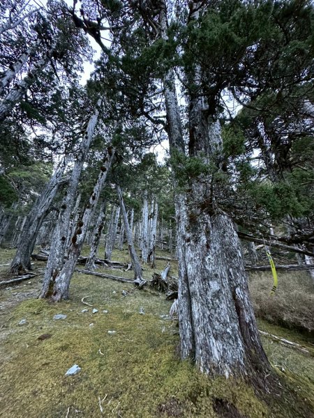 帶著77歲爸爸爬百岳~雪山西稜_12/07~12/12，2025唯一一爬。2961050