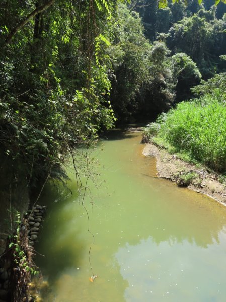 澀水森林步道(+水上瀑布)2915732
