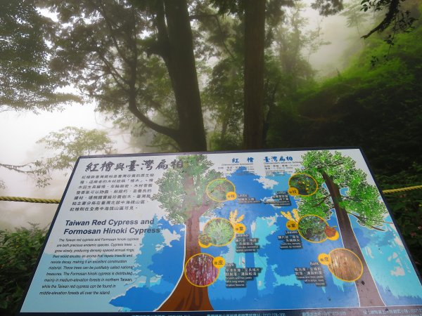 【新竹】觀霧迷幻森林：檜山巨木群步道1111925