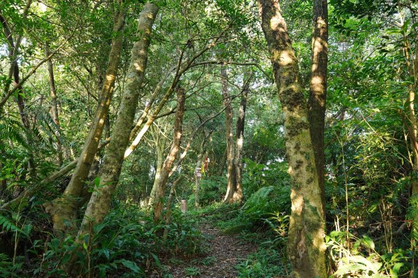 臺北 貓空圓山、貓空尖、十六分山、四面頭山、三玄宮山、鵝角格山、待荖坑山2585828