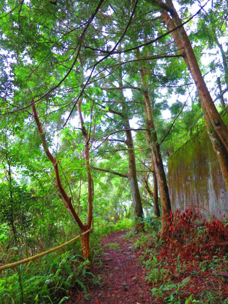 最美的步道名--德芙蘭生態步道625097