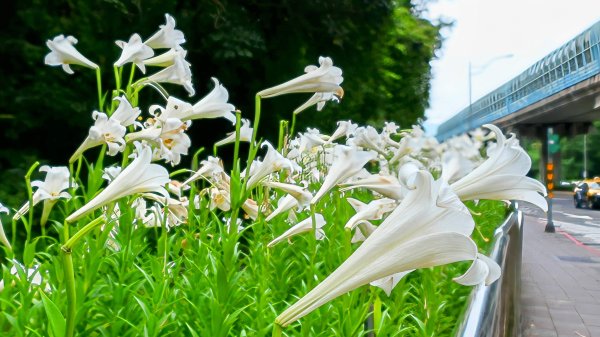 白石湖沒有百合花。晶片關稅2781536