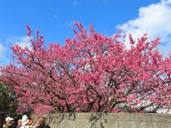 ［平菁街櫻花巷］（2024/1/29）（寒櫻）（福爾摩沙櫻）2417246