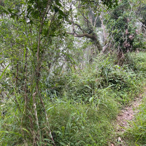 20251012_八里灣山（花蓮小百岳）2941302