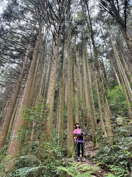 鳶嘴山+稍來神木 202508302873913