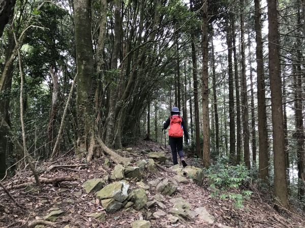 大雪山林道上屋我尾山163379