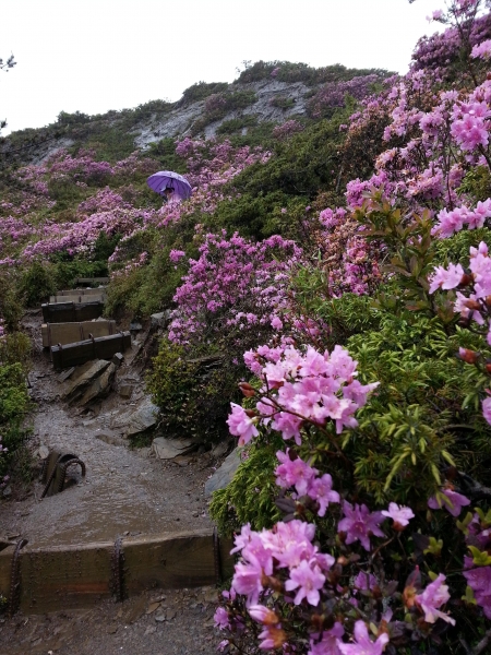 2016-06-12合歡山北峰紅毛杜鵑47966