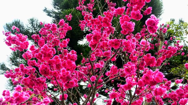 《蝶戀花・賞墨染櫻》2716448