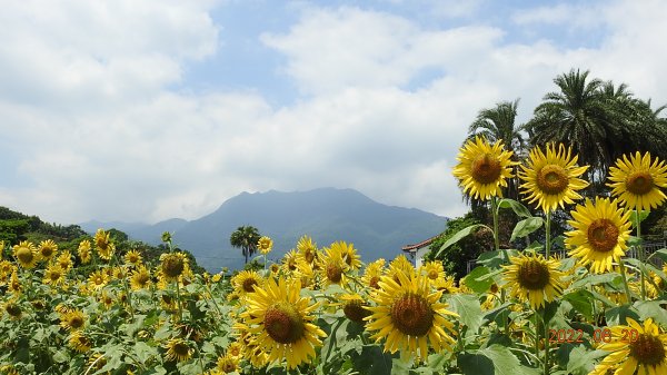 [影片分享]雲山水花鳥蝶 - 天龍國阿伯的日常 8/20