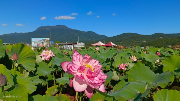 雲山水花鳥蝶 - 天龍國阿伯的日常7/5 #台灣粉蝶 #端紅蝶 #青斑鳳蝶 #青帶鳳蝶2543421