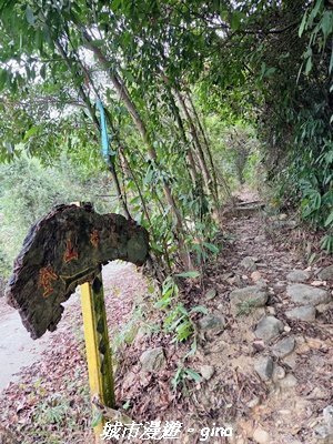 【屏東來義】小百岳棚集山x棚集下山O 繞3013075