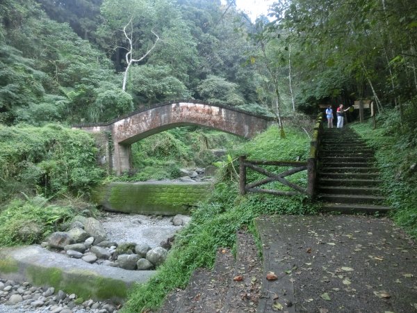 溪頭銀杏神木彩虹橋459545