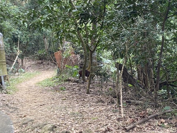 旗尾山、靈山、月光山連稜縱走2711727