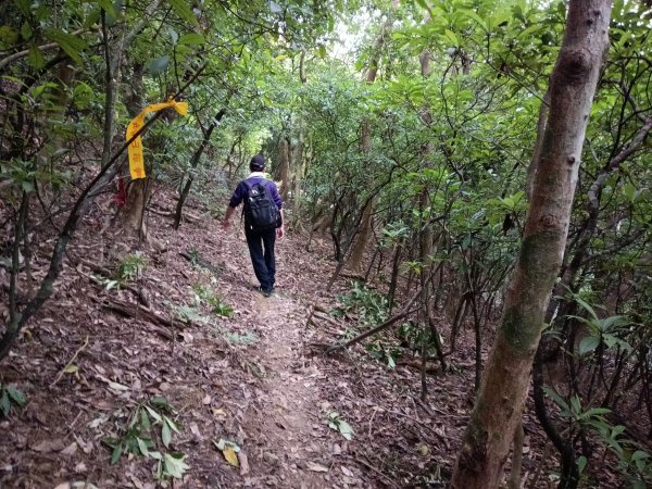 貢寮區蚊子坑古道+和美池+和美山+北勢坑古道2990881