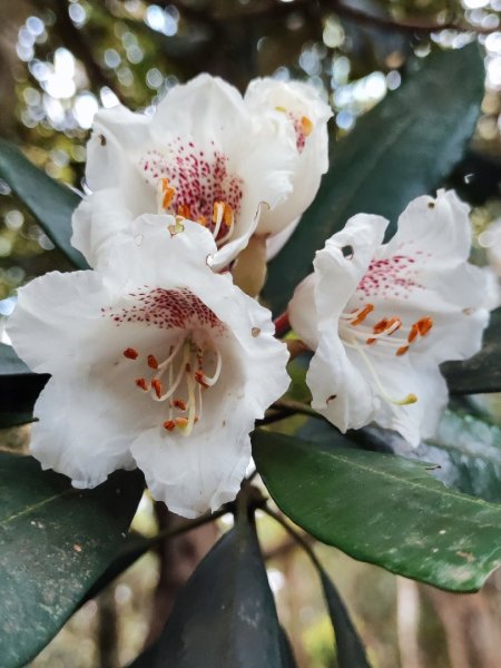 加里山（大坪登山口-杜鵑嶺-避難小屋）2767764