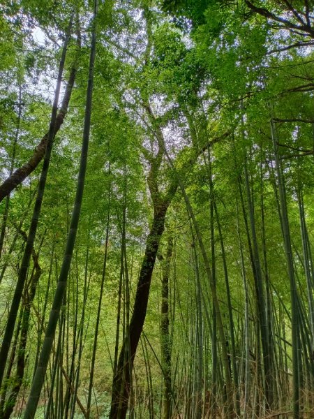 走遍陽明山2192527