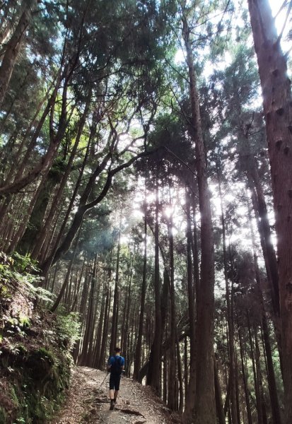 檜山巨木森林步道1779530