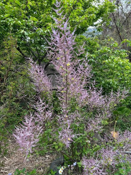 （雲林）草嶺蓬萊瀑布步道2721145