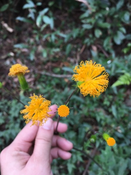 雨神山友：終於中籤的北插天山539955