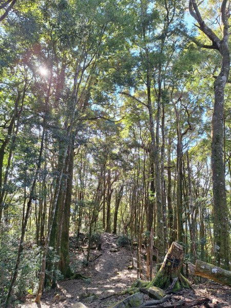 屋我尾山+G(大雪山進老鷹谷出)O型202502162713591