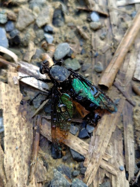 九彎仔步道2816543