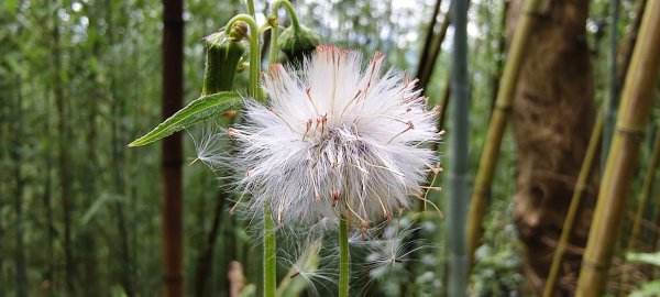 2025/07/06_金牌縱走(觀音洞出發小O型)2829108