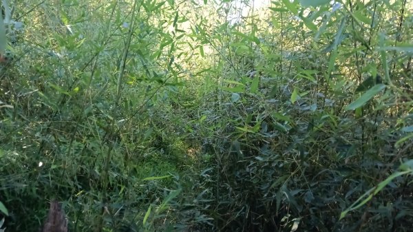 基隆市暖暖車站-暖壽山-暖東苗圃-頂寮山-清法戰爭砲台遺址-碇內3091343