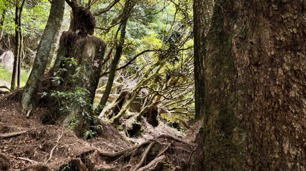 【谷關七雄】新山馬崙 - 松香裡的時光迴廊：聽山林講述歲月的故事3094012