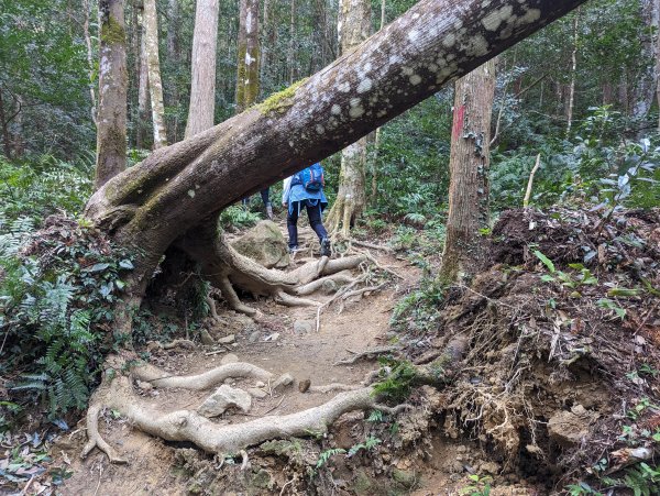 內鳥嘴山、北得拉曼步道2042885