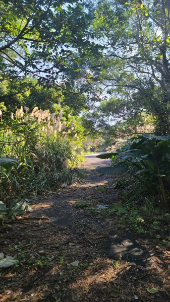 2024-0131 山仔后-住六公園-東方寺-狗殷勤-平菁街42巷-鵝尾山水田-平溪步道2414944