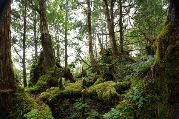 宜蘭 大同 見晴山2890625